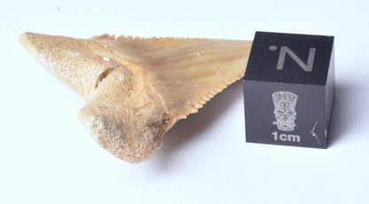 PALAEOCARCHARODON FOSSIL SHARK T00TH F635