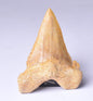 PALAEOCARCHARODON FOSSIL SHARK T00TH F635