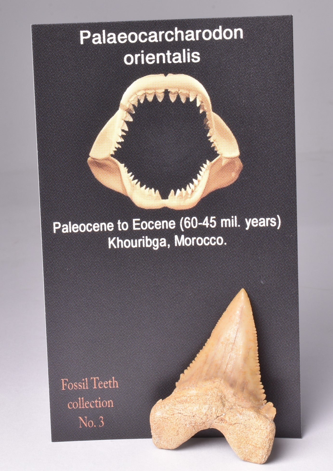 PALAEOCARCHARODON FOSSIL SHARK T00TH F635