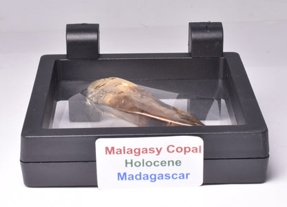 MALAGASY COPAL WITH INSECTS, HOLOCENE, MADAGASCAR F638