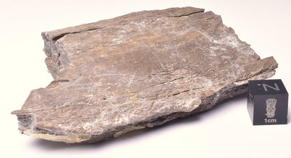 HADROSAUR DINOSAUR RIB BONE FOSSIL F640