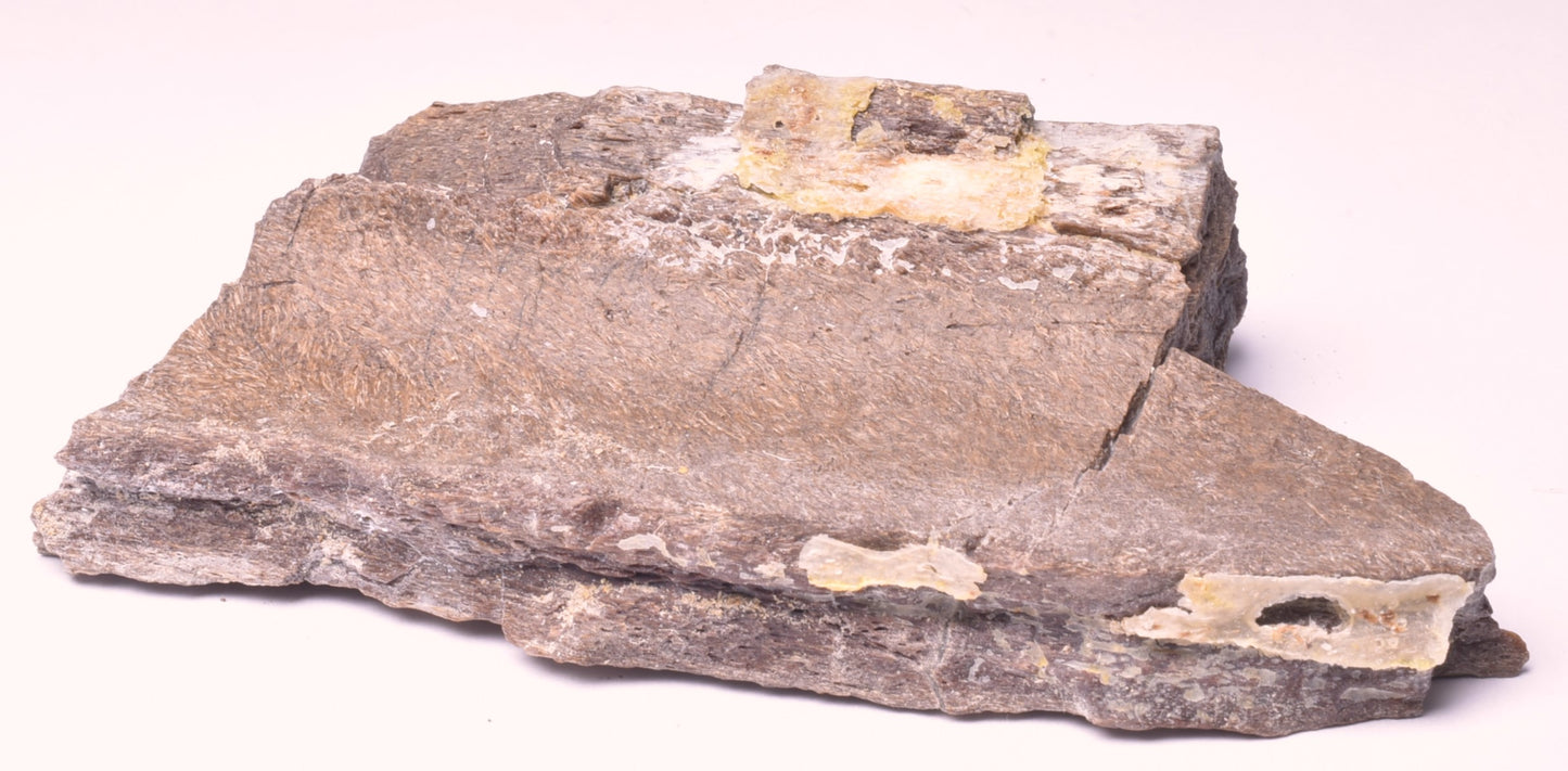 HADROSAUR DINOSAUR RIB BONE FOSSIL F640