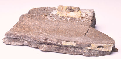 HADROSAUR DINOSAUR RIB BONE FOSSIL F640