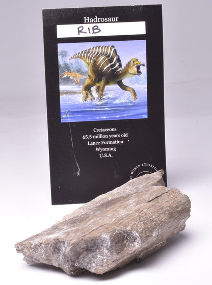 HADROSAUR DINOSAUR RIB BONE FOSSIL F640