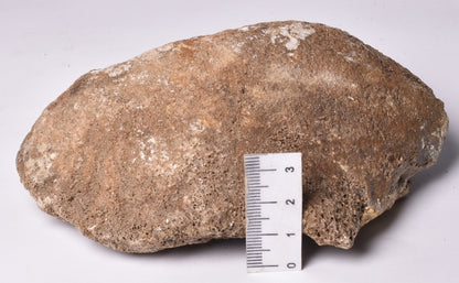 MAMMOTH BONE PLEISTOCENE, ICE AGE F1513