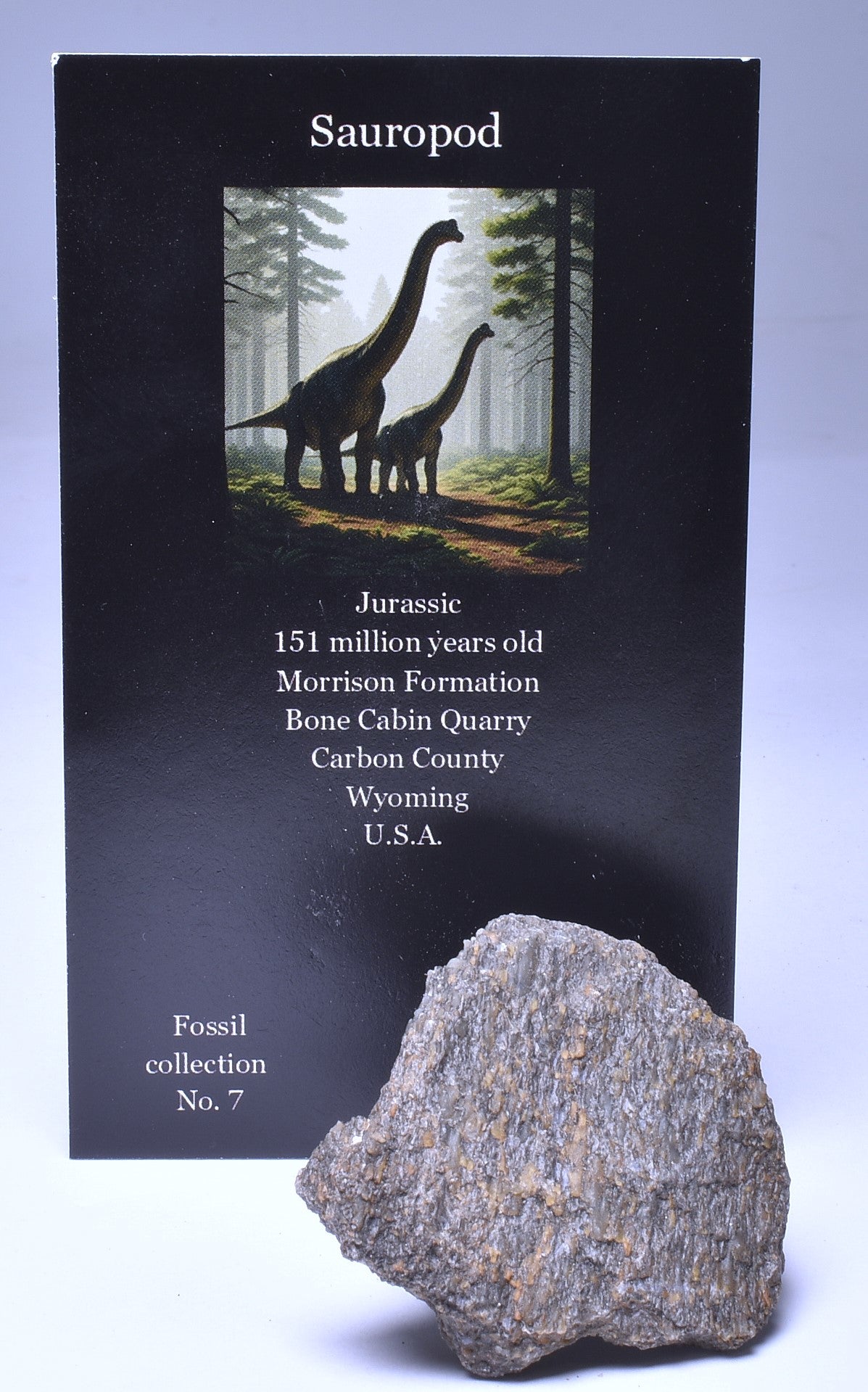 SAUROPOD DINOSAUR BONE FOSSIL F646