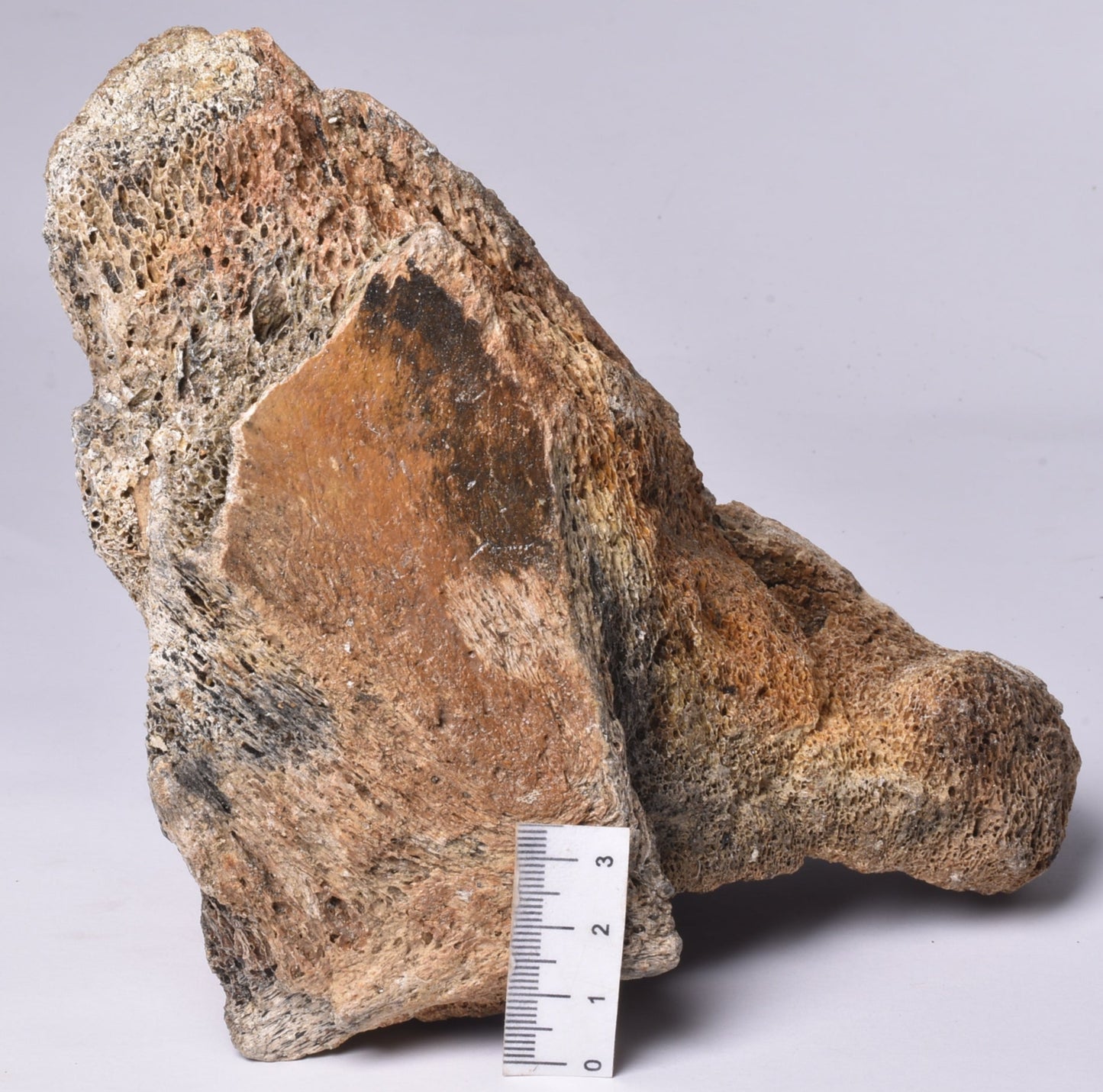 MAMMOTH BONE PLEISTOCENE, ICE AGE F1514