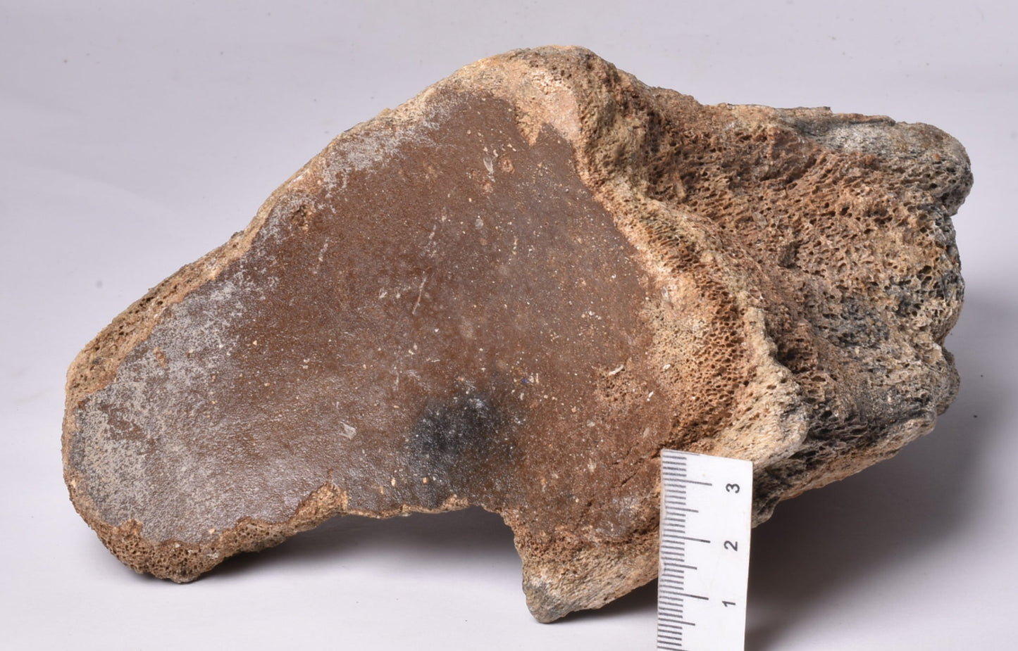 MAMMOTH BONE PLEISTOCENE, ICE AGE F1514