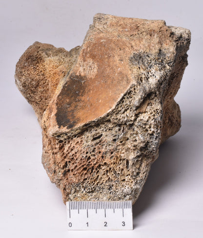 MAMMOTH BONE PLEISTOCENE, ICE AGE F1514