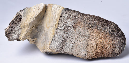 MAMMOTH BONE PLEISTOCENE, ICE AGE F1515