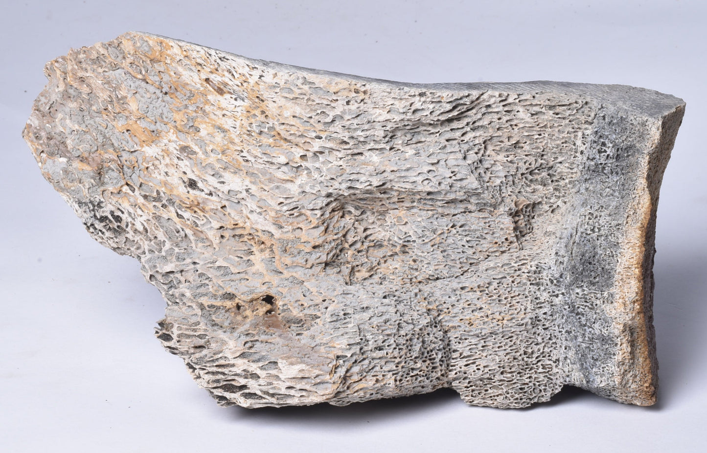 MAMMOTH BONE PLEISTOCENE, ICE AGE F1516