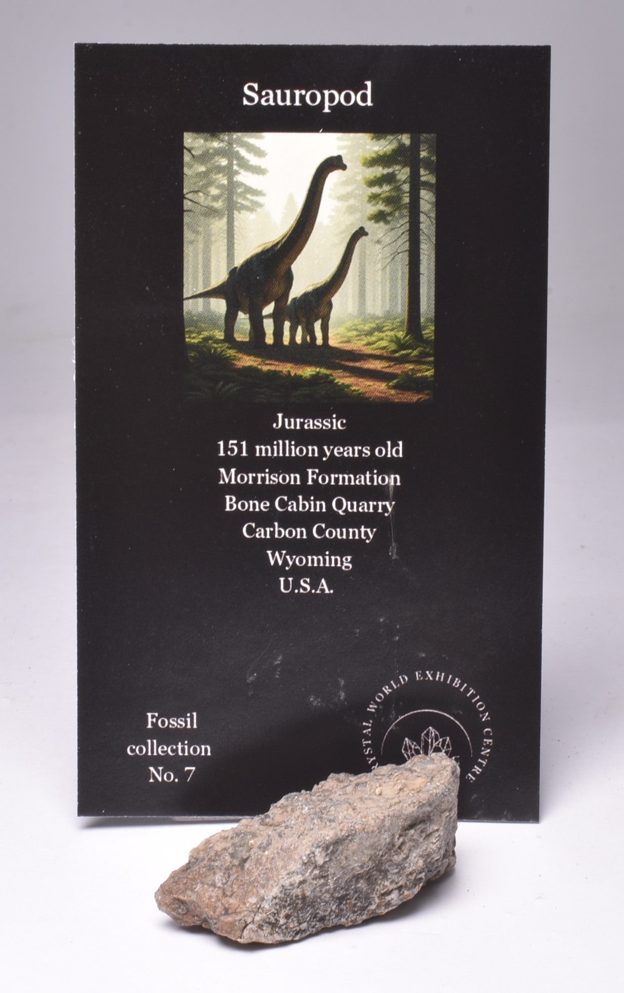 SAUROPOD DINOSAUR BONE FOSSIL F650