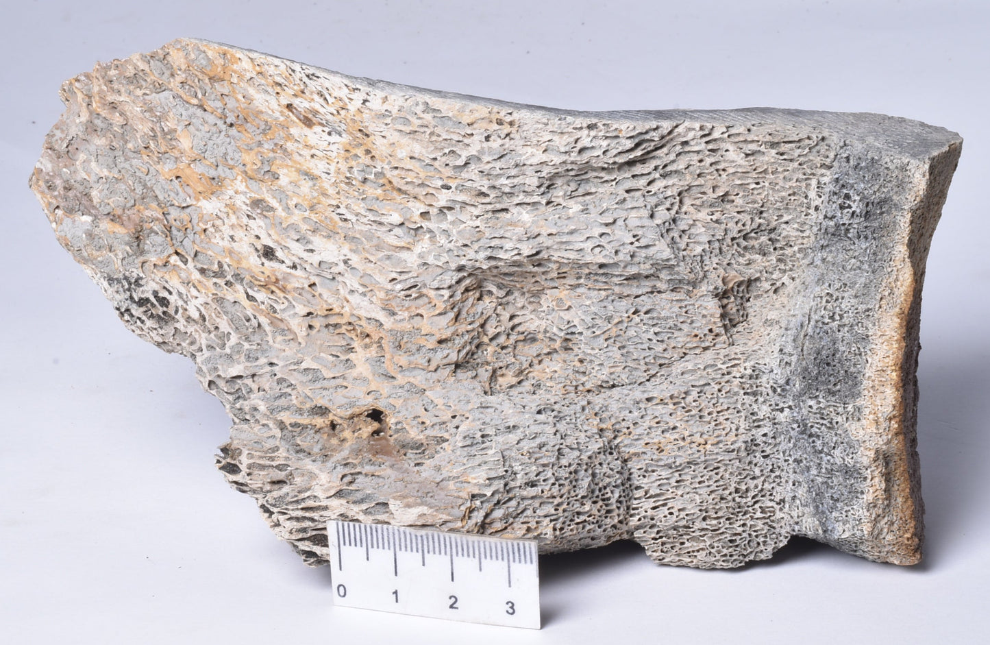 MAMMOTH BONE PLEISTOCENE, ICE AGE F1516