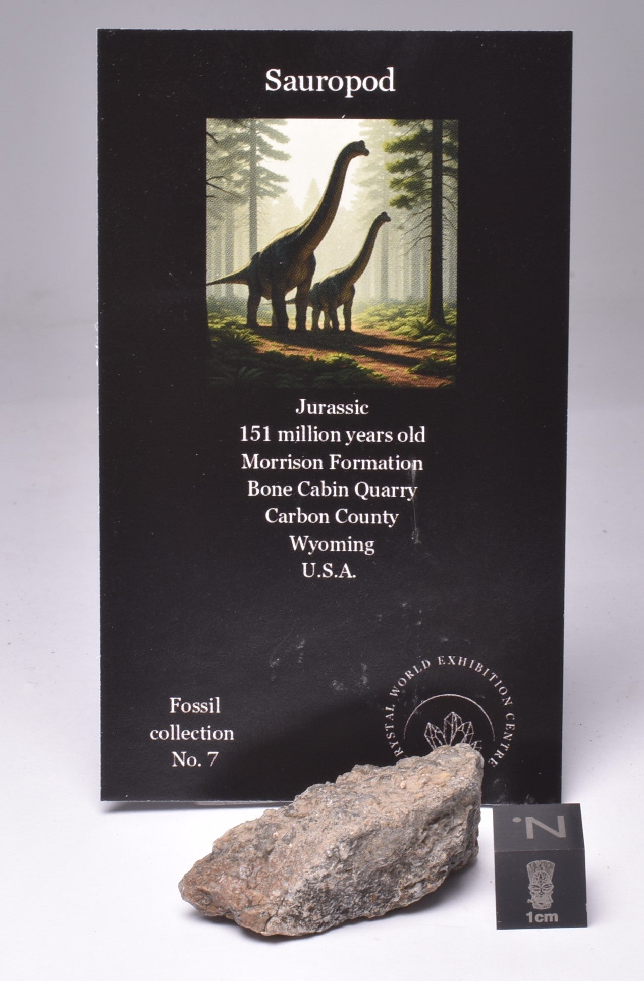 SAUROPOD DINOSAUR BONE FOSSIL F650