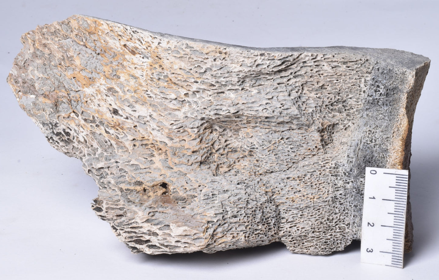 MAMMOTH BONE PLEISTOCENE, ICE AGE F1516