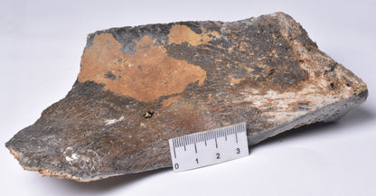 MAMMOTH BONE PLEISTOCENE, ICE AGE F1516