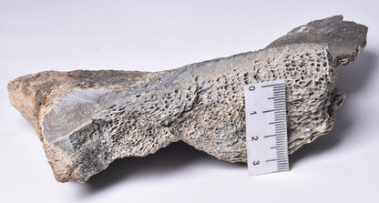 MAMMOTH BONE PLEISTOCENE, ICE AGE F1516