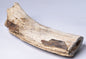 GENUINE MAMMOTH BONE PLEISTOCENE, ICE AGE F1517