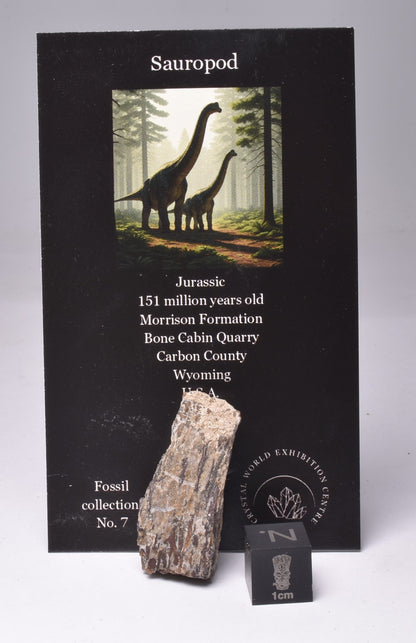 SAUROPOD DINOSAUR BONE FOSSIL F651