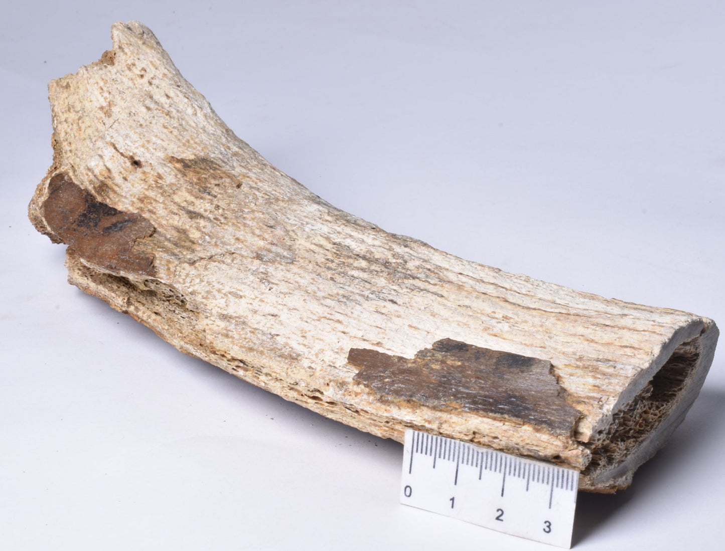 GENUINE MAMMOTH BONE PLEISTOCENE, ICE AGE F1517