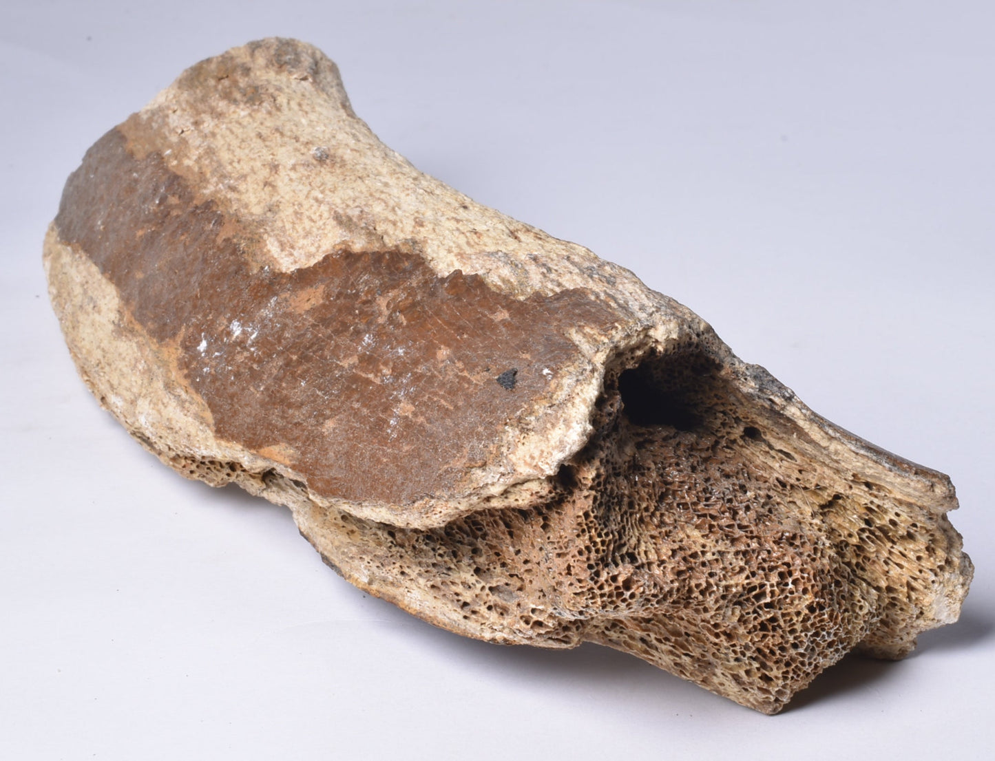 GENUINE MAMMOTH BONE PLEISTOCENE, ICE AGE F1517