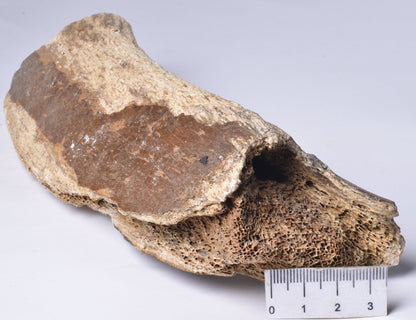 GENUINE MAMMOTH BONE PLEISTOCENE, ICE AGE F1517