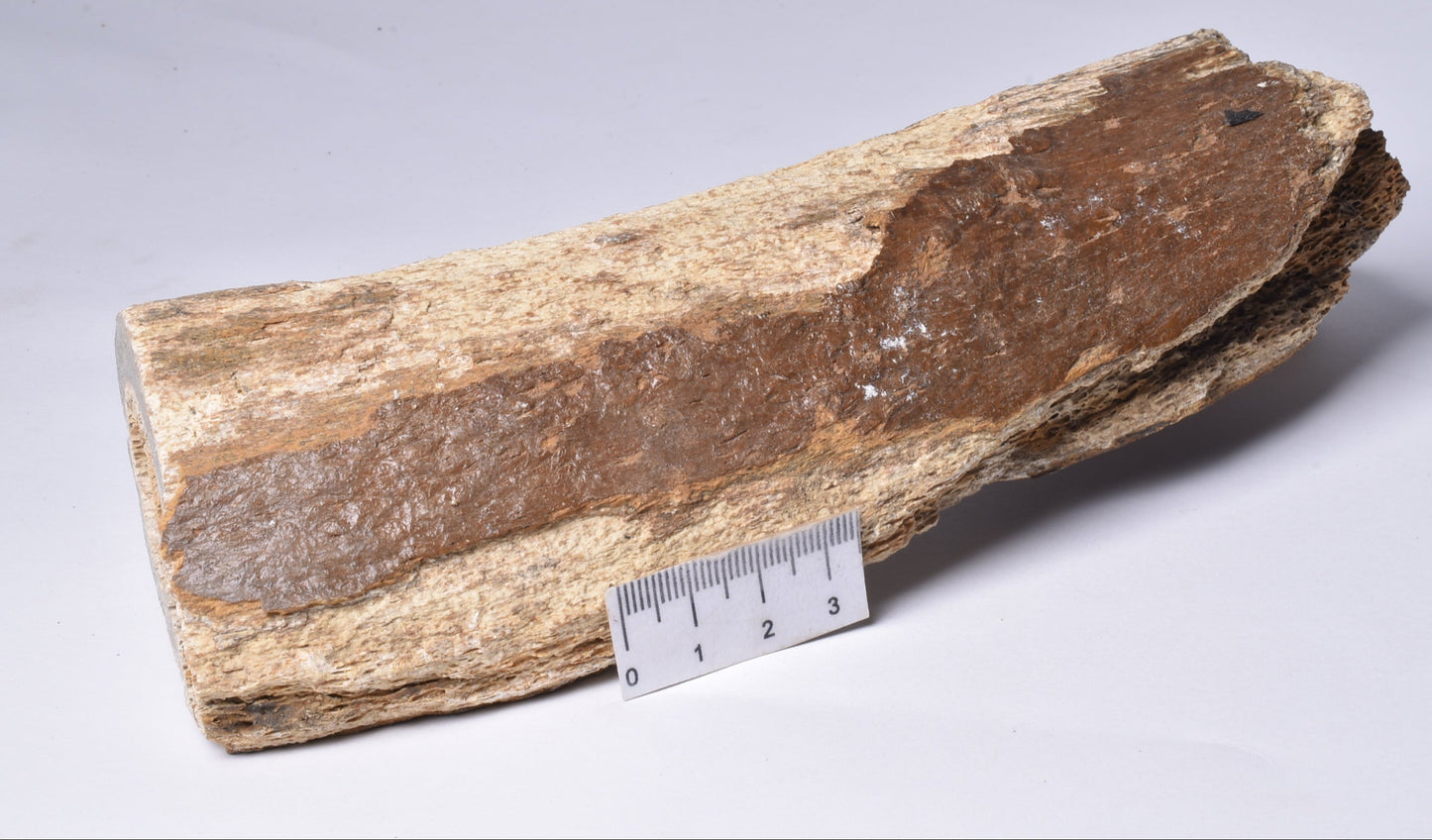 GENUINE MAMMOTH BONE PLEISTOCENE, ICE AGE F1517