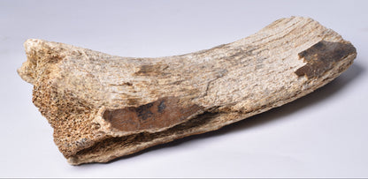 GENUINE MAMMOTH BONE PLEISTOCENE, ICE AGE F1517