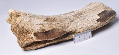 GENUINE MAMMOTH BONE PLEISTOCENE, ICE AGE F1517