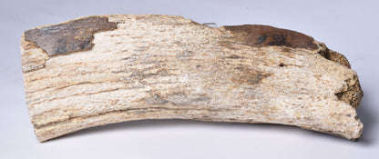 GENUINE MAMMOTH BONE PLEISTOCENE, ICE AGE F1517