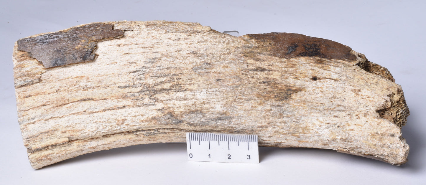 GENUINE MAMMOTH BONE PLEISTOCENE, ICE AGE F1517