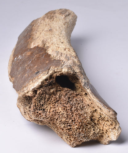 GENUINE MAMMOTH BONE PLEISTOCENE, ICE AGE F1517