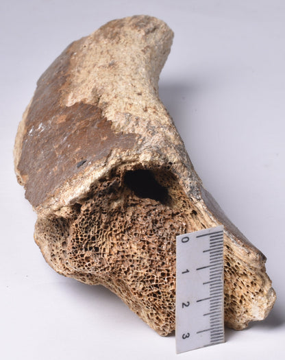 GENUINE MAMMOTH BONE PLEISTOCENE, ICE AGE F1517