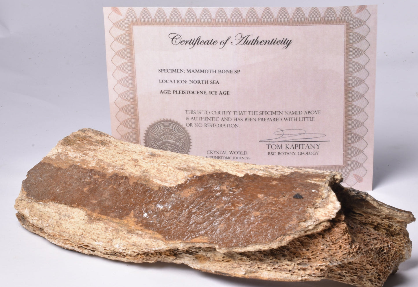 GENUINE MAMMOTH BONE PLEISTOCENE, ICE AGE F1517