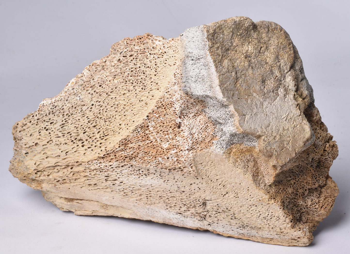 GENUINE MAMMOTH BONE PLEISTOCENE, ICE AGE F1518