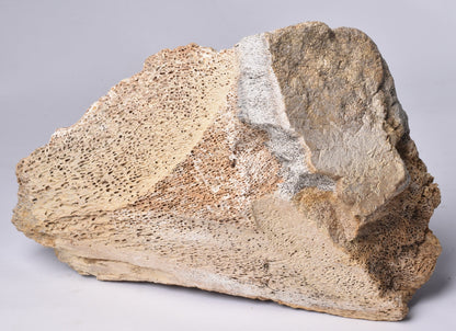 GENUINE MAMMOTH BONE PLEISTOCENE, ICE AGE F1518