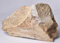 GENUINE MAMMOTH BONE PLEISTOCENE, ICE AGE F1518