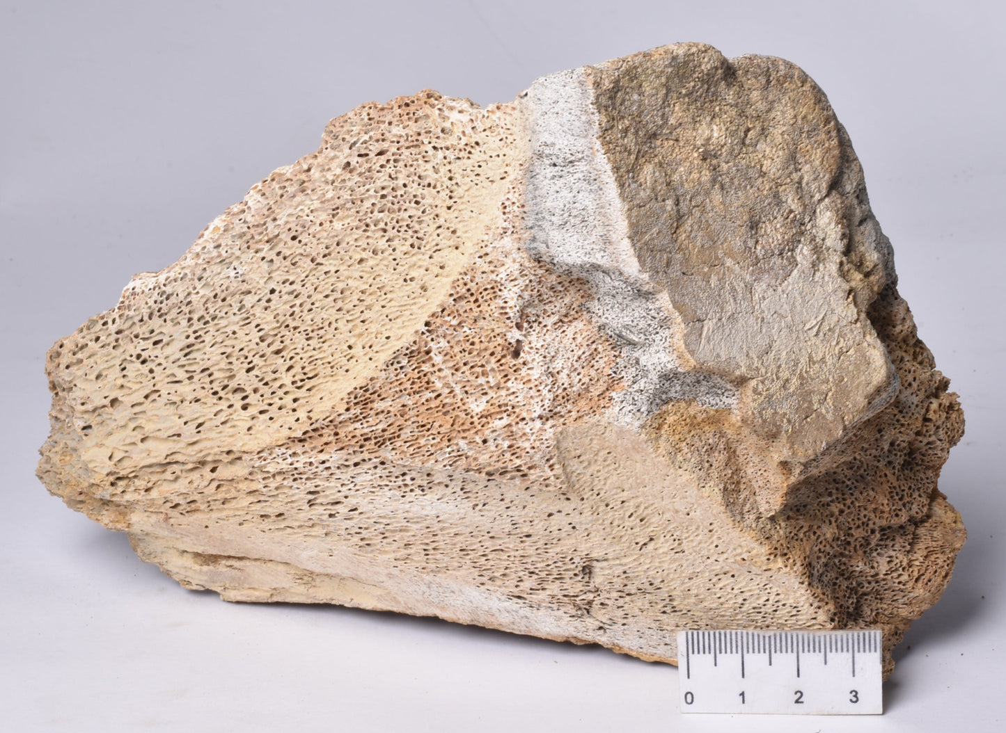 GENUINE MAMMOTH BONE PLEISTOCENE, ICE AGE F1518