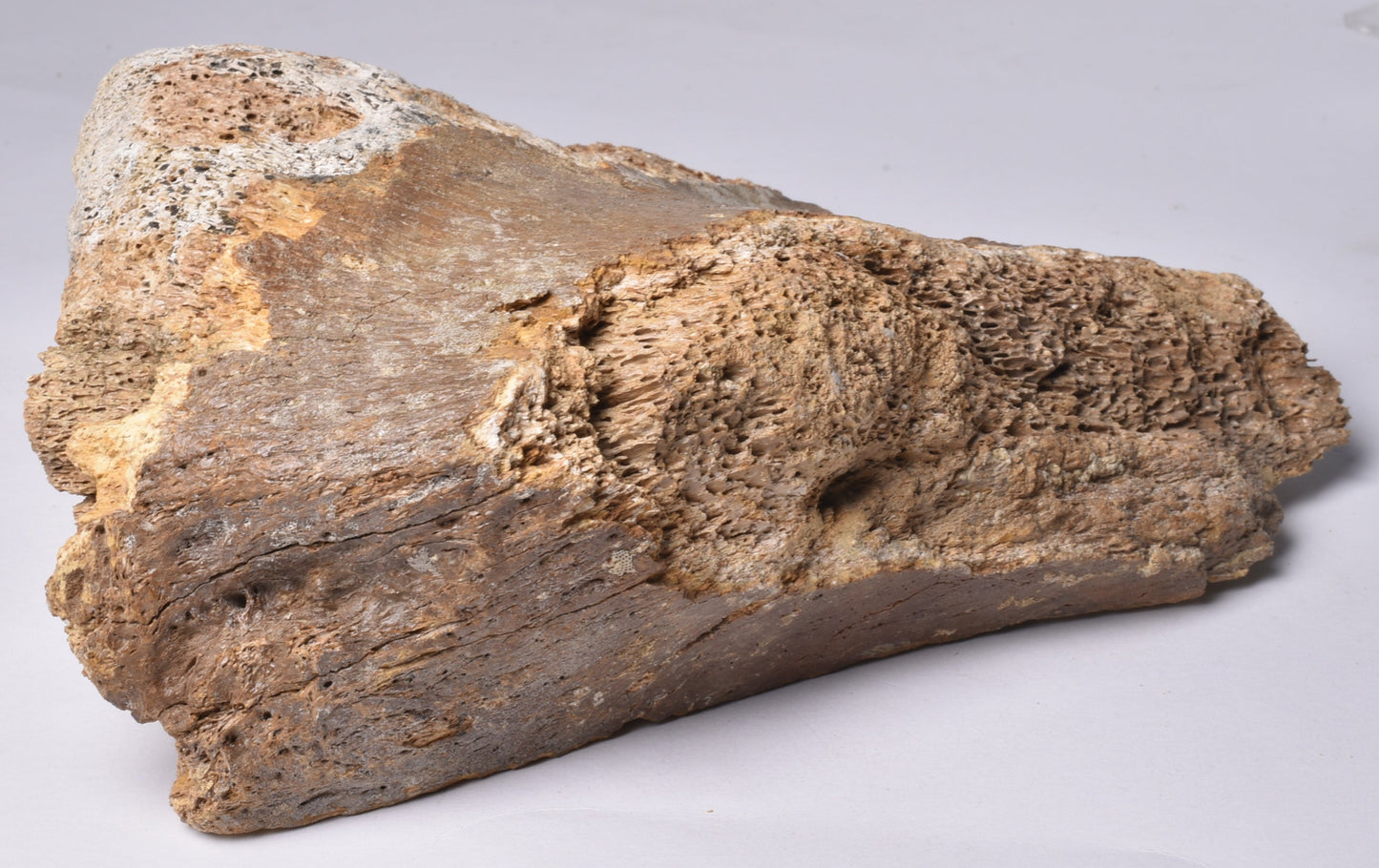 GENUINE MAMMOTH BONE PLEISTOCENE, ICE AGE F1518