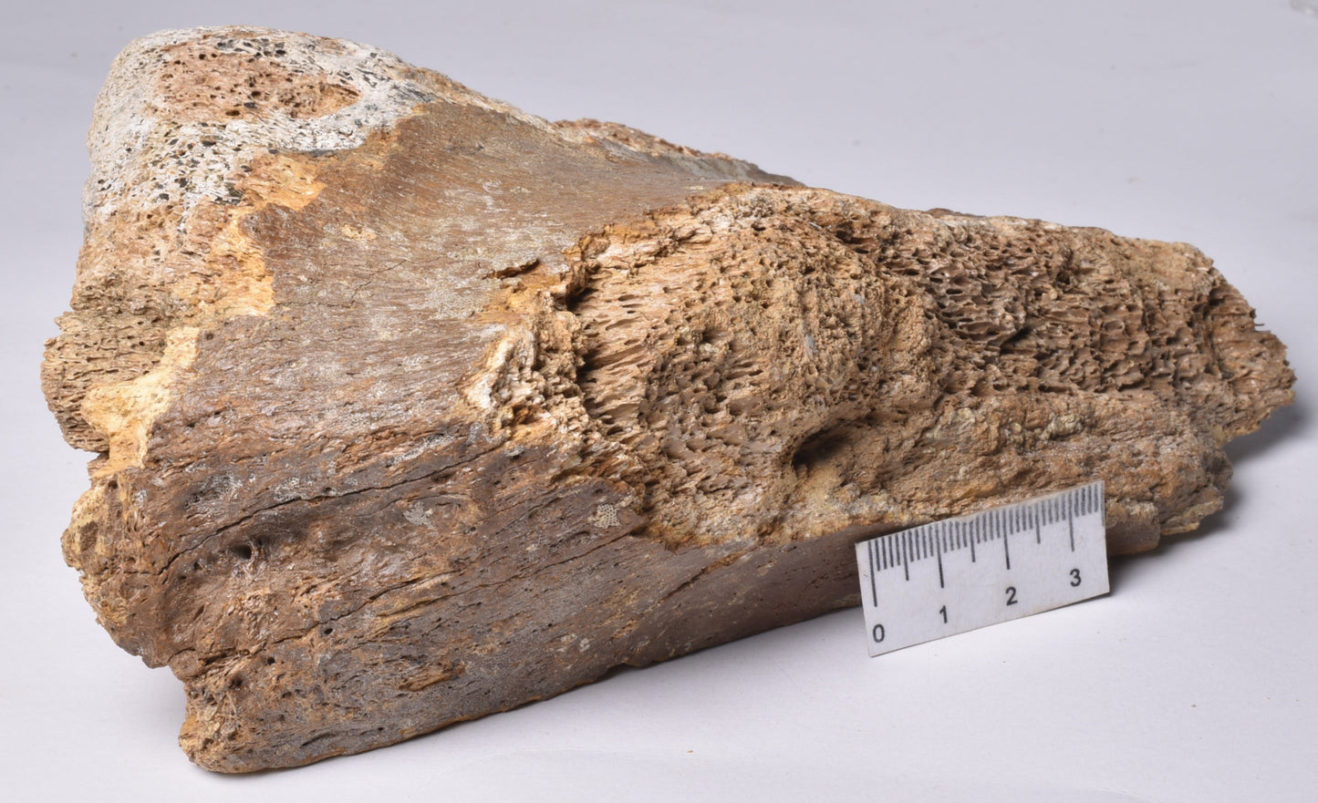 GENUINE MAMMOTH BONE PLEISTOCENE, ICE AGE F1518