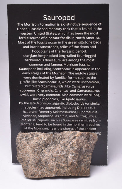 SAUROPOD DINOSAUR BONE FOSSIL F235