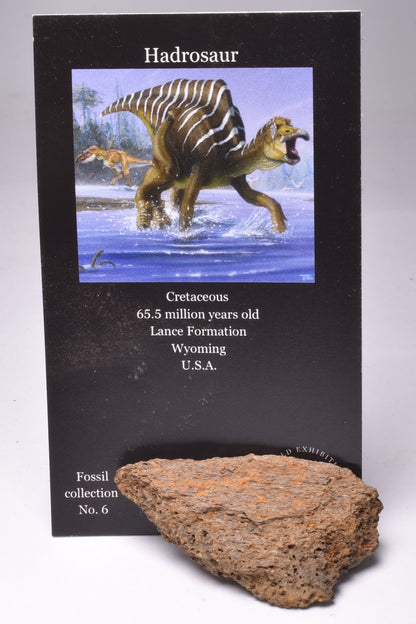 HADROSAUR DINOSAUR RIB BONE FOSSIL F238