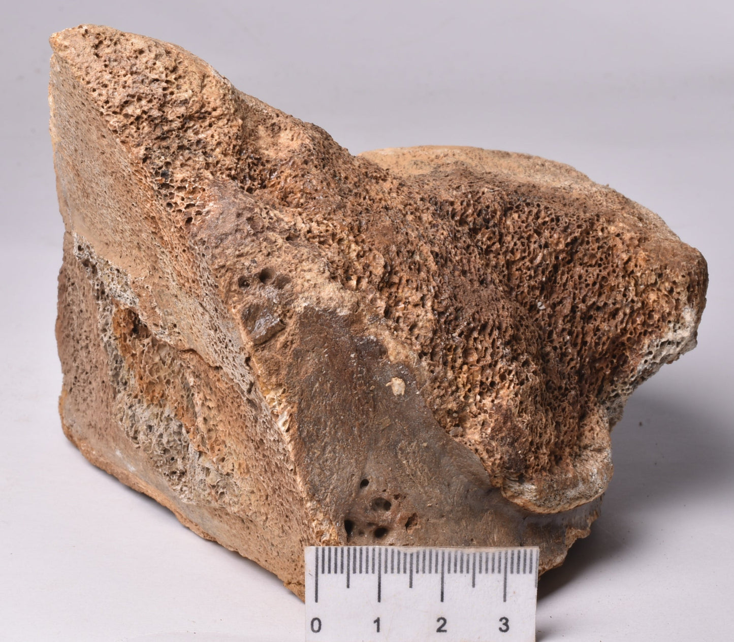 GENUINE MAMMOTH BONE PLEISTOCENE, ICE AGE F1523