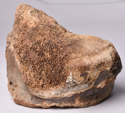 GENUINE MAMMOTH BONE PLEISTOCENE, ICE AGE F1523