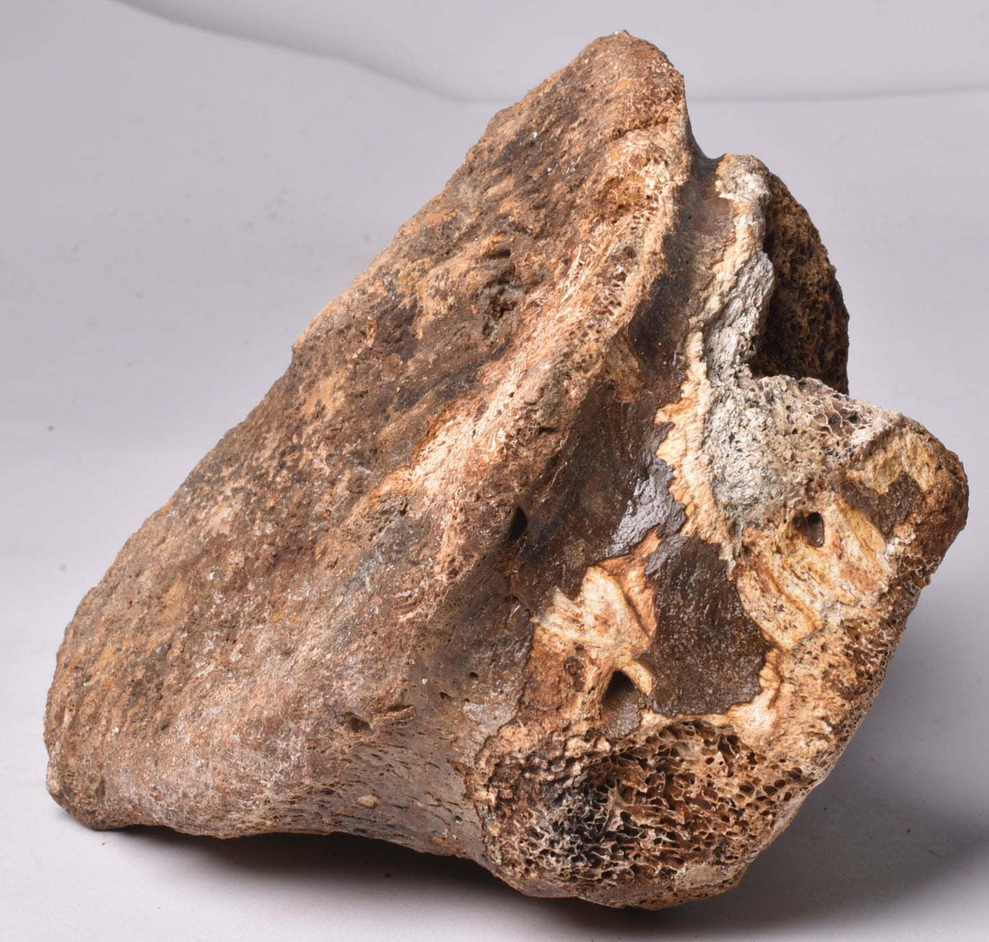 GENUINE MAMMOTH BONE PLEISTOCENE, ICE AGE F1523