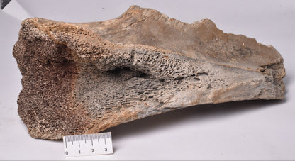 GENUINE MAMMOTH BONE PLEISTOCENE, ICE AGE F1525