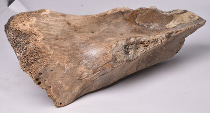 GENUINE MAMMOTH BONE PLEISTOCENE, ICE AGE F1525