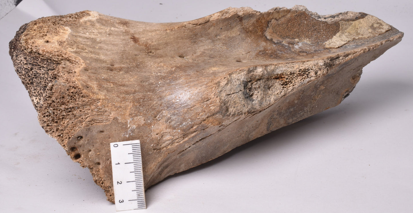 GENUINE MAMMOTH BONE PLEISTOCENE, ICE AGE F1525