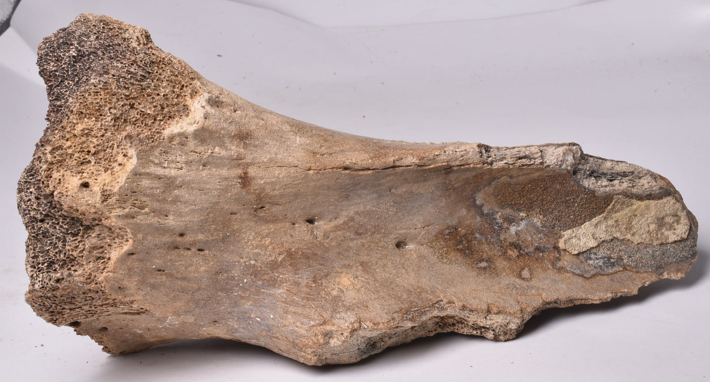 GENUINE MAMMOTH BONE PLEISTOCENE, ICE AGE F1525