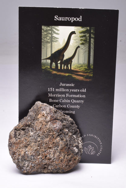 SAUROPOD DINOSAUR BONE FOSSIL F245